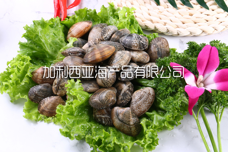 雜色蛤(花蛤)介紹